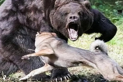 Gấu khổng lồ tử chiến với hổ và hàng loạt ”thợ săn mồi”