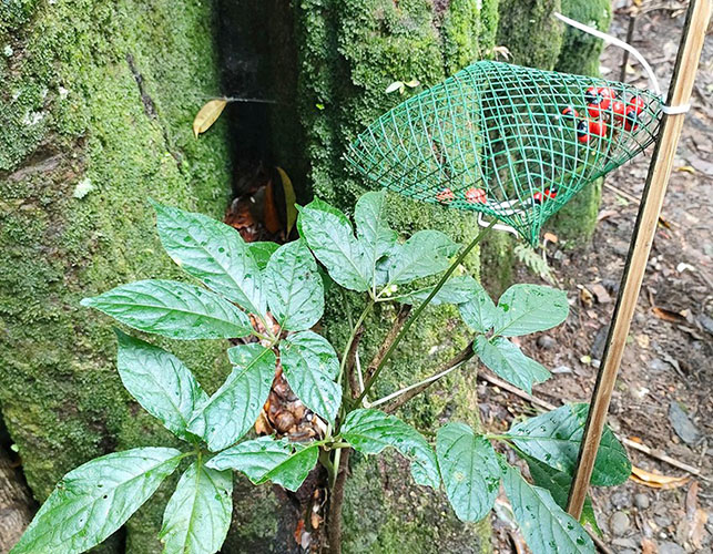 Anh A Lang bắt được chuột “quý tộc” giữa ban ngày (ảnh trái) và hạt sâm Ngọc Linh được bọc lại để tránh chuột ăn (ảnh phải). Ảnh: LK