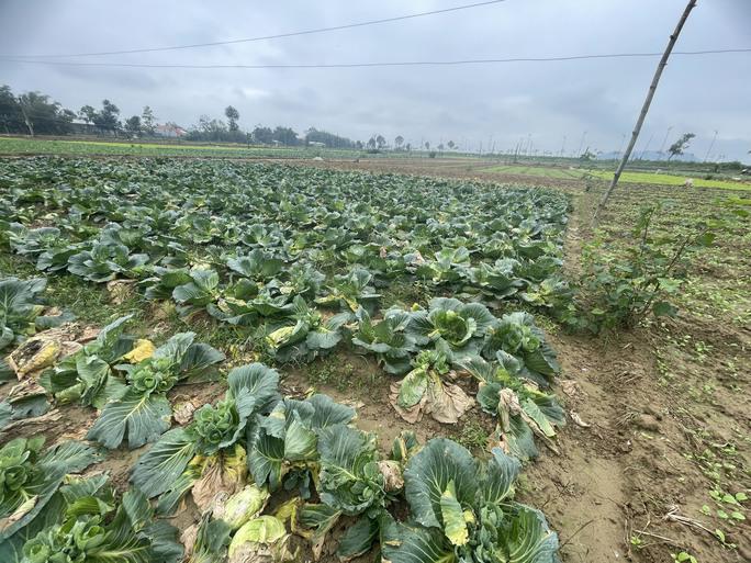 Nhiều cánh đồng rau xanh ở Quảng Ngãi bị hư hỏng nặng do thời tiết thất thường