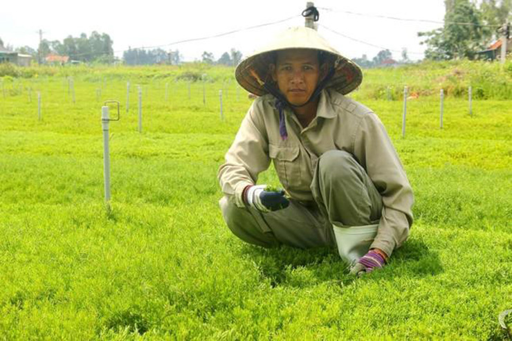 Năm 2018, anh Trần Văn Quân (ở phường Mai Hùng, TX Hoàng Mai, Nghệ An) dốc hết vốn liếng, vay mượn người thân bạn bè gần 1 tỷ đồng “đánh liều” khởi nghiệp với rau nhót
