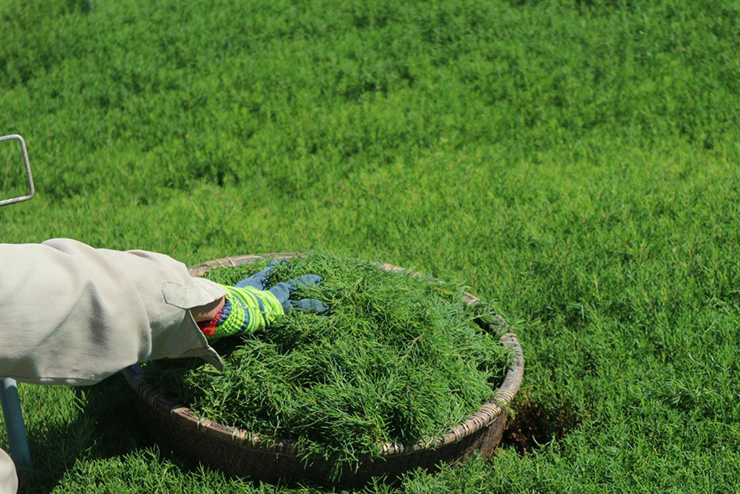 Anh Quân phải trồng thử nghiệm đến lần thứ 4 thì cây mới thích nghi và phát triển. Lúc đầu, rau tiêu thụ kém nhưng đến đầu năm 2022, những nỗ lực của Quân đã được đền đáp khi trang trại rau nhót mang lại thu nhập cao.&nbsp;
