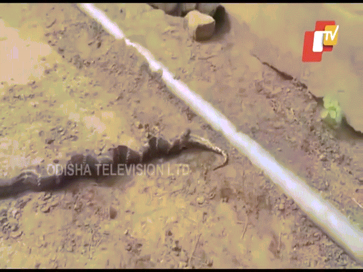 Video: Kinh hãi cảnh rắn hổ mang chúa khổng lồ ăn thịt trăn