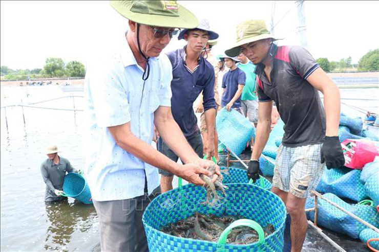 CLB Nông dân tỷ phú tỉnh Bến Tre được thành lập từ năm 2018, ban đầu có 20 thành viên.&nbsp;
