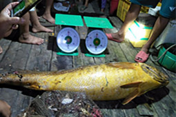 Loại cá quý hiếm ở Việt Nam, ai may mắn mới bắt được, trong bụng có thứ vô cùng đắt đỏ