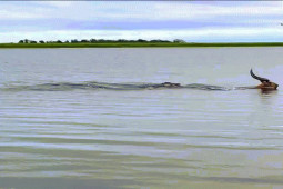 Linh dương đua tốc độ dưới nước với cá sấu, ”tung võ” phản đòn kẻ săn mồi