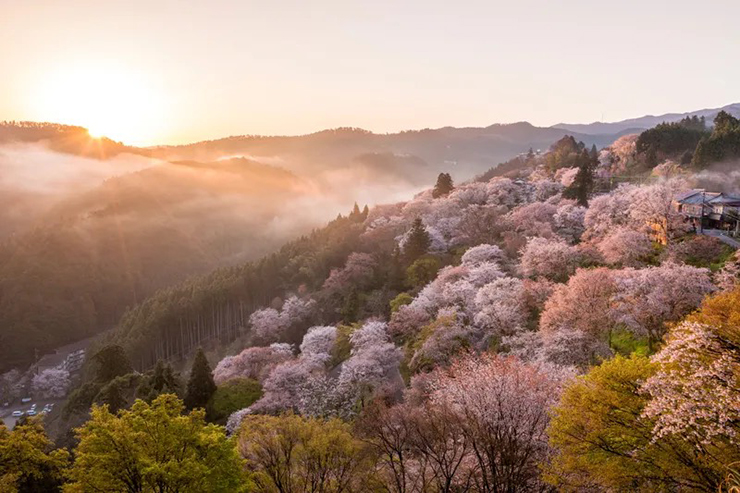 Ở tỉnh Nara, núi Yoshino từ lâu nổi tiếng là một trong những địa điểm ngắm hoa anh đào nổi tiếng nhất Nhật Bản. Có 30.000 cây anh đào được trồng tại đây và nở rộ theo từng đợt. Được biết, cây đầu tiên trồng được trồng cách đây khoảng 1.300 năm.
