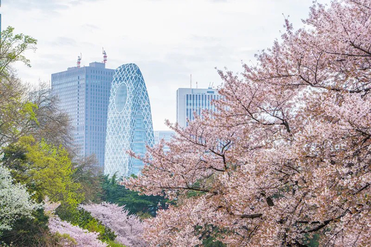 Không giống như một số công viên khác trong danh sách này, Shinjuku Gyoen cần có vé vào cửa. Tuy nhiên, số tiền này hoàn toàn xứng đáng vì trong công viên có hơn 1.000 cây anh đào thuộc nhiều loại khác nhau. Điều đó có nghĩa là vào mùa xuân, hoa anh đào sẽ nở rộ luận phiên nhau nên hầu hết mọi người đều có thể sắp xếp thời gian đi ngắm được.
