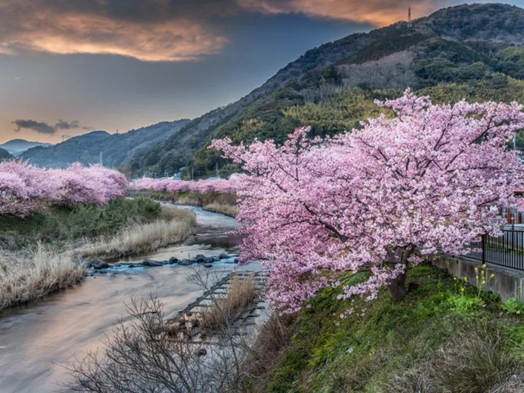 8.000 cây ở Kawazu, trên bờ biển phía đông của bán đảo Izu, tỉnh Shizuoka là một trong những nơi sớm nhất ở Nhật Bản. Những cánh hoa anh đào màu trắng và hồng nở rộ vào đầu tháng 2 và kéo dài 1 tháng. Bạn có thể đi bộ dọc theo con sông Kawazu dài 2,5km với 2 bên là những tán anh đào nở rộ.
