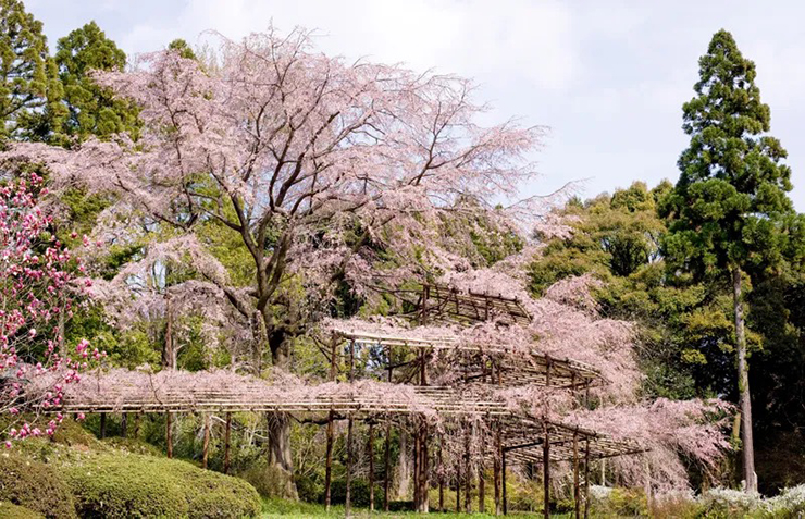 Vườn bách thảo Kyoto cách ga Kitayama một đoạn đường ngắn, là một trong những địa điểm ngắm hoa anh đào không thể bỏ lỡ. Ngoài ngắm hoa anh đào thì vườn bách thảo này còn nhiều địa điểm đẹp để tham quan.
