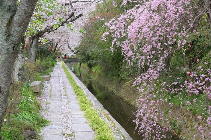 Tetsugaku no Michi là con đường nổi tiếng ở Higashiyama, Kyoto. Nó được đặt tên là “con đường triết học”, bởi một truyền thuyết có liên quan tới nhà triết học Nishida Kitaro, người được cho là đã thiền định ở đây.&nbsp;Ngày nay, nơi này là một trong những địa điểm nổi tiếng nhất của Kyoto để ngắm hoa anh đào nhờ những tán hoa rủ xuống con đường và con kênh.
