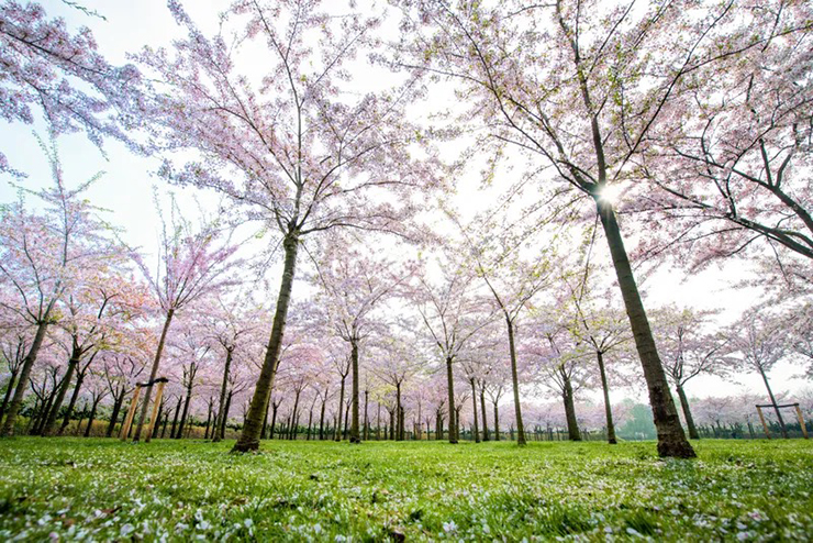 Công viên Yoyogi, Tokyo là một nơi không thể bỏ qua khi tới thủ đô Nhật Bản du lịch. Mùa xuân đến, công viên nhộn nhịp với nhiều hoạt động khác nhau, hầu hết tập trung dưới hơn 600 cây anh đào.
