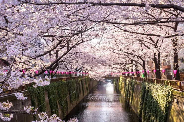 Nakameguro, Tokyo là khu phố tuyệt với nhất để ngắm hoa anh đào ở Tokyo, điều đó nhờ tuyến đường thủy có hơn 800 cây anh đào trồng dọc theo. Trong lễ hội hoa anh đào Nakameguro, &nbsp;nơi đây được chiếu sáng rực rỡ, các cửa hàng bán rất nhiều đồ lưu niệm về chủ đề hoa anh đào.
