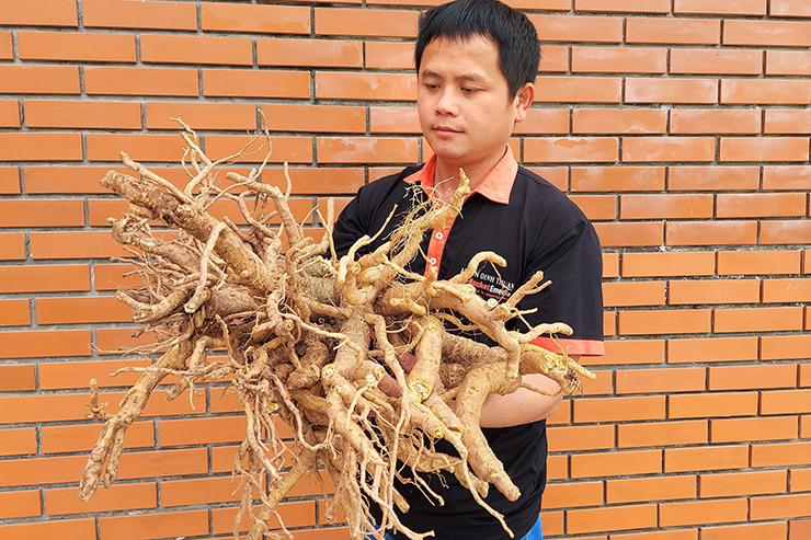 &nbsp;Anh Đinh Văn Thuận ở huyện Hải Hậu, tỉnh Nam Định chia sẻ, muốn làm được mứt đinh lăng, trước hết phải chọn những cây đinh lăng trên 5 năm tuổi, vì chỉ có những cây này mới có loại củ to, rễ to, nhiều thịt&nbsp;
