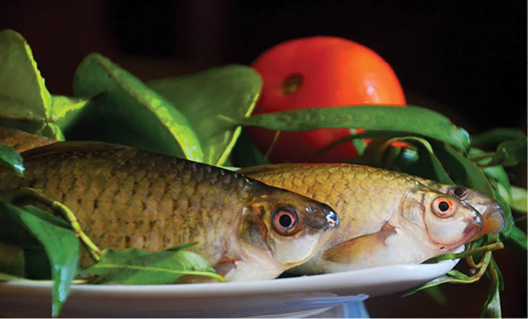 Cá lúi thuộc họ cá chép (Cyprinidae), lưng màu đen
