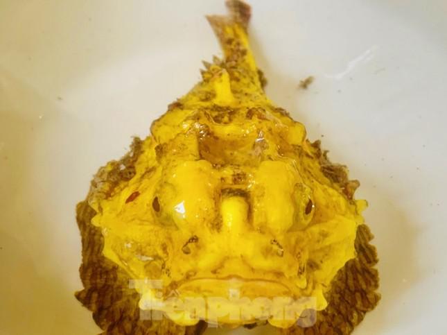Con cá mặt quỷ "đột biến" mang một màu vàng ươm như nghệ