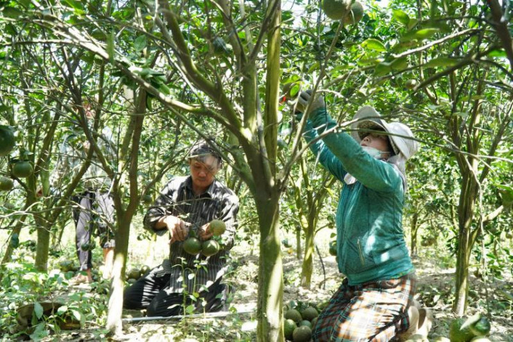 Vườn cam sành rộng hơn 1,5 hecta của nông dân Trần Anh Thoại (ngụ xã Thới Hòa, huyện Trà Ôn) đã vào vụ thu hoạch. Theo nhà vườn, trong khoảng 10 ngày, nếu không có người đến mua thì phải cắt bỏ.&nbsp;