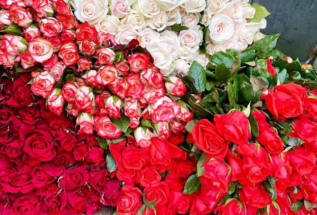 Thủ phủ hoa hồng ở Đà Lạt đắt hàng dịp Valentine dù giá tăng mạnh