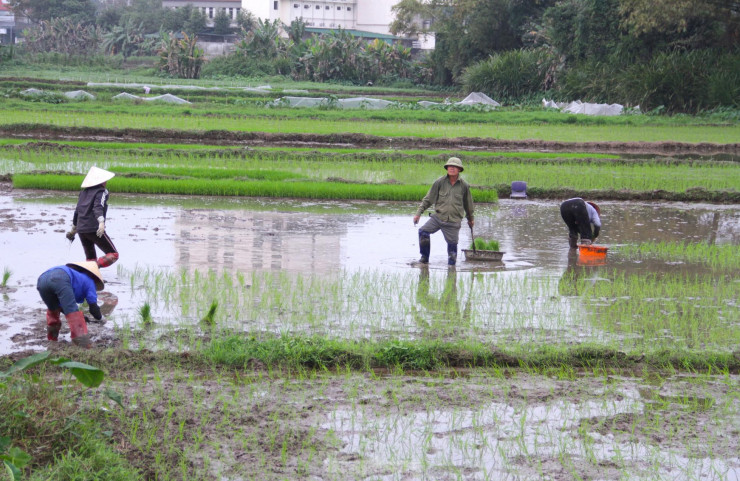 Thời gian này, trên các cánh đồng ở quanh khu vực thành phố Vinh (Nghệ An), người dân tất bật xuống đồng. Người nhổ mạ, người gieo, người cấy lúa.