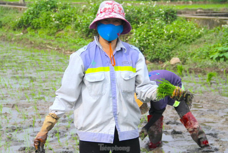 Chị Nguyễn Thị Xuân (trú xã Nghi Công Nam, Nghi Lộc, Nghệ An) chia sẻ, tổ đội cấy thuê của chị có 6 người. Họ sẽ nhận cấy thuê 1 mẫu (10 sào ruộng) với giá 7 triệu đồng. Với 1 mẫu ruộng, 6 người trong nhóm chị Xuân sẽ cấy trong vòng 2 ngày. Trung bình, mỗi ngày một người sẽ nhận được 550 nghìn đồng tiền công.