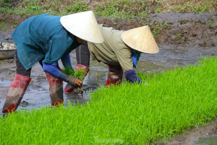 Để cấy được nhiều ruộng, tiết kiệm thời gian và nhanh nhất, tổ đội của chị Xuân thường nhận nhiều ruộng của các hộ gia đình ở một khu vực. Khi cấy, mỗi người sẽ làm một nhiệm vụ khác nhau, người thì nhổ mạ (lúa non), người thì cấy lúa.