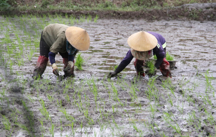 "Làm nghề này hơn 20 năm rồi, dù đau lưng, vất vả nhưng tôi vẫn sẽ tiếp tục với nghề", bà Phạm Thị Hường (trú huyện Hưng Nguyên, Nghệ An) tâm sự và cho biết, nhờ cấy lúa thuê, bà có thêm tiền trang trải cho cuộc sống, có tiền cho con cái ăn học.