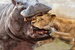 Cuộc chiến khốc liệt ”bất phân thắng bại” giữa hà mã và sư tử