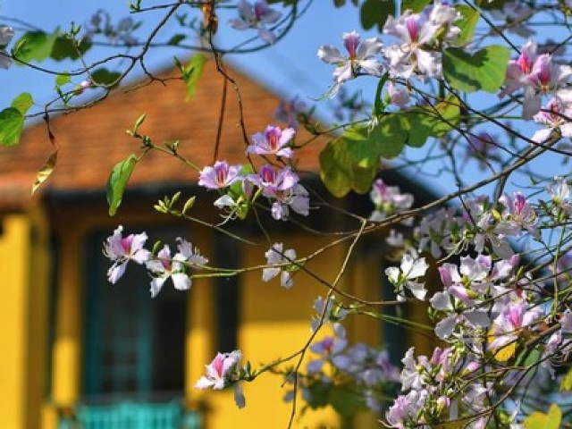 Đến hẹn lại lên, giới trẻ Hà Nội hẹn nhau ”sống ảo” nơi những con đường hoa ban nở rộ