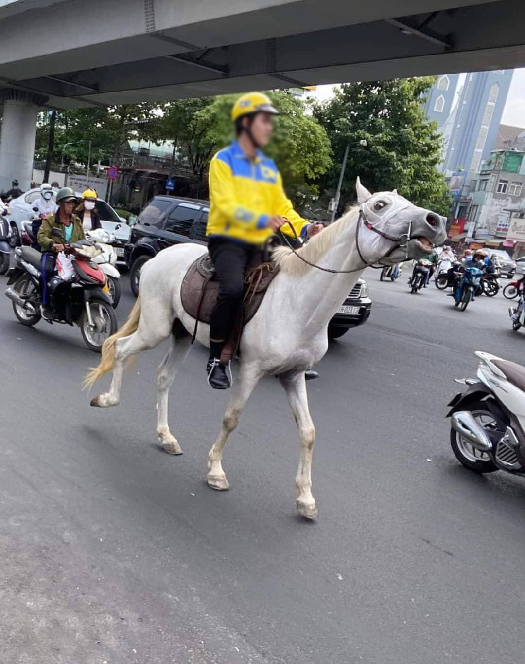 Nam thanh niên cưỡi ngựa trên đường bị xử phạt