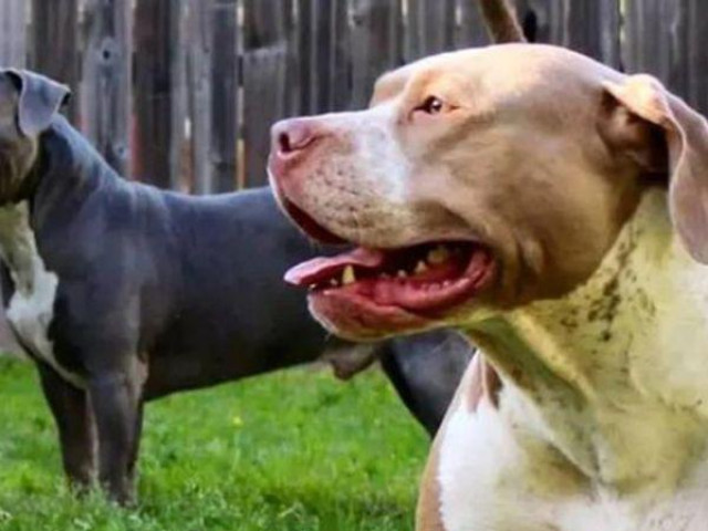 Xót xa hai đứa trẻ tử vong do bị chó pitbull của gia đình tấn công