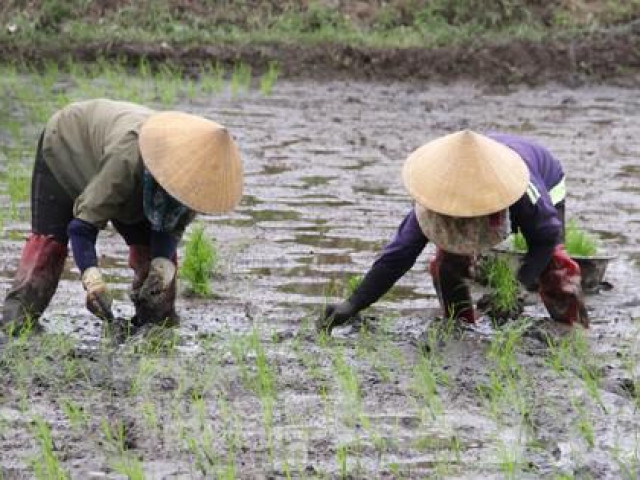 ''Bán mặt cho đất bán lưng cho trời'' kiếm nửa triệu mỗi ngày