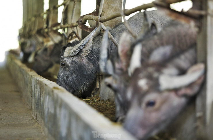 Cận cảnh trang trại nuôi trâu lớn nhất Hà Tĩnh