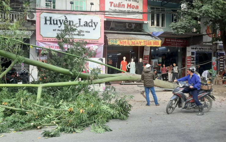 Cây xanh bất ngờ bật gốc dù không có gió. Ảnh: ĐT