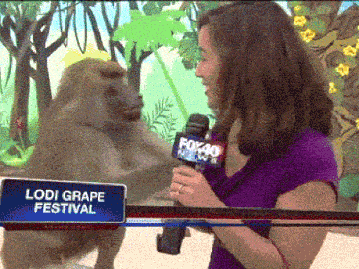Khoảnh khắc hài hước khi động vật "phá đám" trên sóng truyền hình