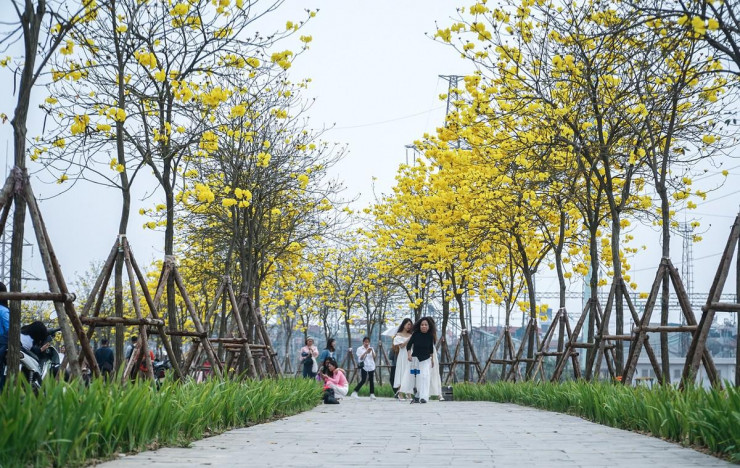 Tại đây, bốn hàng hoa Phong Linh nằm trên một con đường nội bộ của khu đô thị, nhưng được mở cửa miễn phí cho người dân khắp thành phố đổ về chiêm ngưỡng.