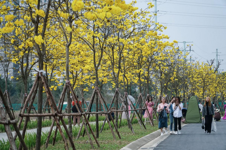 Rất đông bạn trẻ cũng như các nhiếp ảnh gia có mặt tại con đường này để ngắm hoa, chụp ảnh.