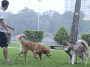 Tin tức trong ngày - Chó không rọ mõm vẫn &quot;tung tăng&quot; trong công viên Thống Nhất