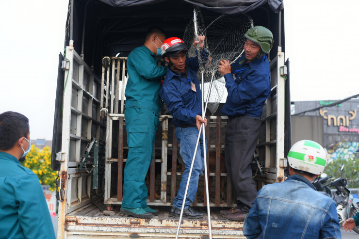 Sau đó, những chú chó sẽ được đưa về trụ sở Ban Chỉ huy quân sự phường