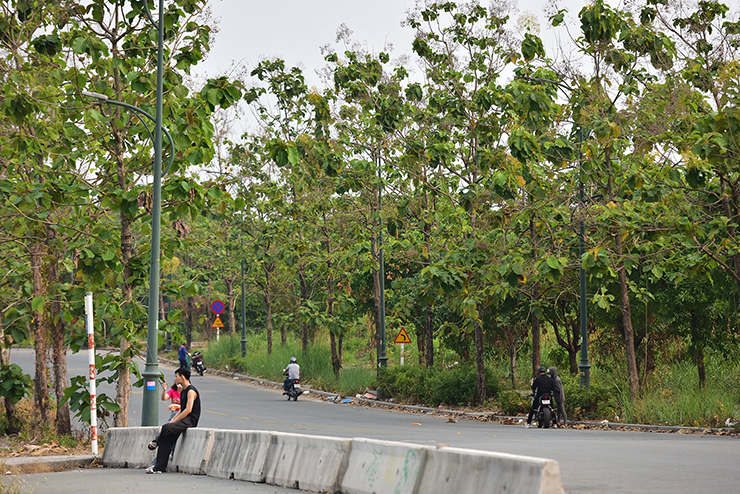 Ngoài thực vật phát triển tự nhiên, các tuyến đường trong khu đô thị, đi qua khu lâm viên được chủ đầu tư trồng các loài cây xanh đô thị, tăng cường thêm mảng xanh cho khu vực này.
