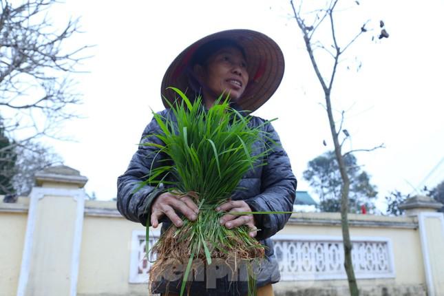 Bà Nguyễn Thị Châu (trú xóm 8, xã Thanh Dương) có 3 sào ruộng trồng giống lúa Thái Xuyên. Do ruộng nằm ở khu vực dễ lấy/tháo nước, không bị ốc bươu vàng phá hoại nên bà dư ra một số mạ đáng kể, mang đi bán.