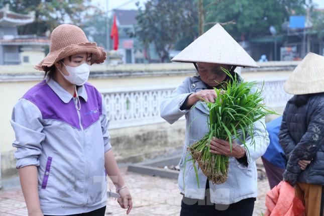 Do gieo cấy lúa trong ruộng quá dày nên nhiều người phải tỉa bớt, nhằm cho cây lúa phát triển tốt. Tỉa xong, tiếc vì công sức bỏ ra, người nông dân lại bó thành từng nắm đi bán cho những hộ gia đình cần. Giá cả tùy thuộc vào giống lúa, từ 10.000 đồng/bó đối với giống lúa thuần, 15.000-20.000 đồng/bó đối với giống lúa lai.