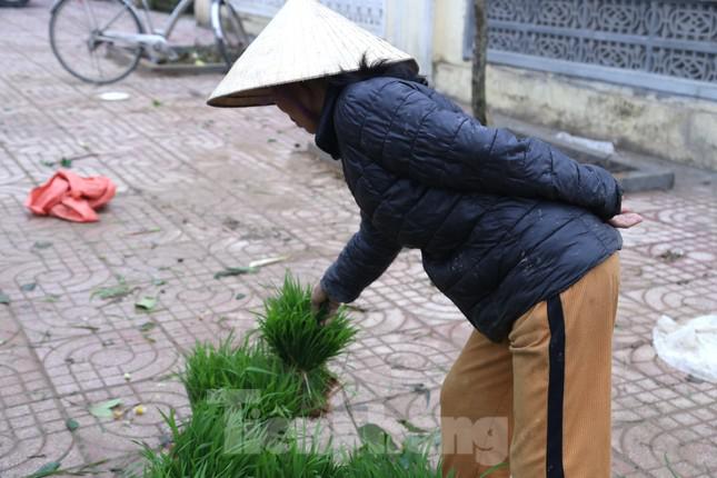 “Chiều hôm trước tôi tỉa được khoảng 30 bó mạ để sáng nay mang ra chợ bán. Sáng giờ bán được hơn 10 bó, giá 15.000 đồng/bó, tổng được gần 200.000 đồng. Từ đầu mùa tới nay tôi tỉa bán được hơn 1 triệu tiền mạ”, bà Châu nói.