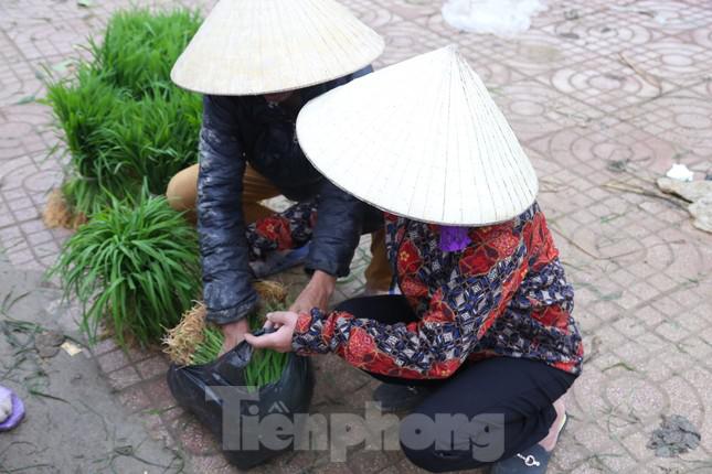 Theo bà Châu, trước đây nhà nào có ruộng lúa dày thường để hàng xóm tự xuống ruộng tỉa lấy mạ, vừa đỡ công đi dặm. Nhưng những năm gần đây, cây mạ có giá, nhiều nhà tự đi tỉa, bó lại rồi mang đi bán.