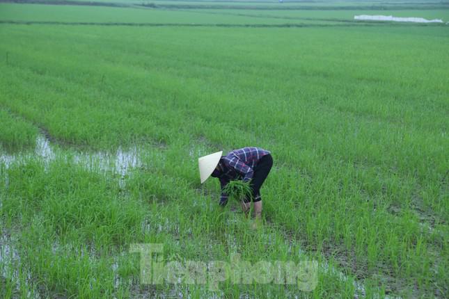 “Cây lúa có thì, cây mạ có tuổi” do đó, chợ mạ cũng chỉ họp trong khoảng một tuần đến nửa tháng rồi tự tan.