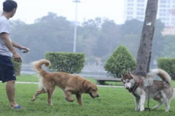 Chó không rọ mõm vẫn ”tung tăng” trong công viên Thống Nhất