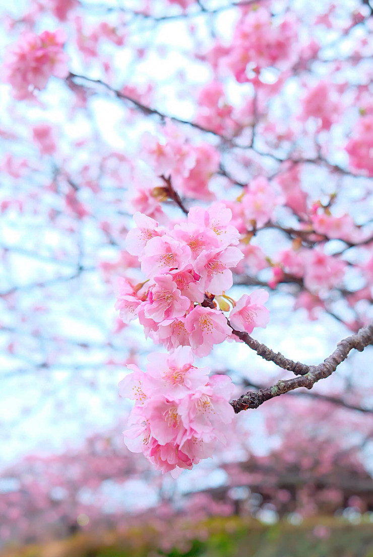 Du khách có thể đến thẳng ga JR Kawazu từ Tokyo bằng tàu tốc hành đặc biệt Odoriko hoặc đi tàu theo tuyến cao tốc Shinkansen Tokaido đến ga Atami, sau đó chuyển sang tuyến JR Ito đi đến ga Kawazu.