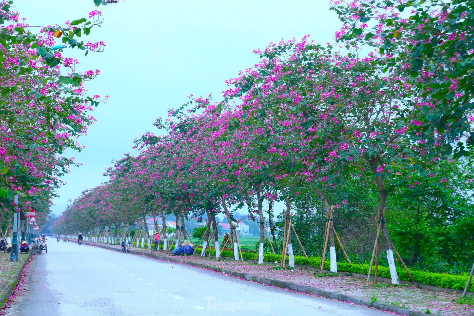 Theo anh Chung, ngoài trồng ở hai bên đường Xô Viết, hoa ban còn được trồng ở đường lên Đền Chung Sơn, quê nội, khu mộ bà Hoàng Thị Loan (thân mẫu Chủ tịch Hồ Chí Minh),… tạo điểm nhấn cho người dân và du khách mỗi khi về quê Bác.