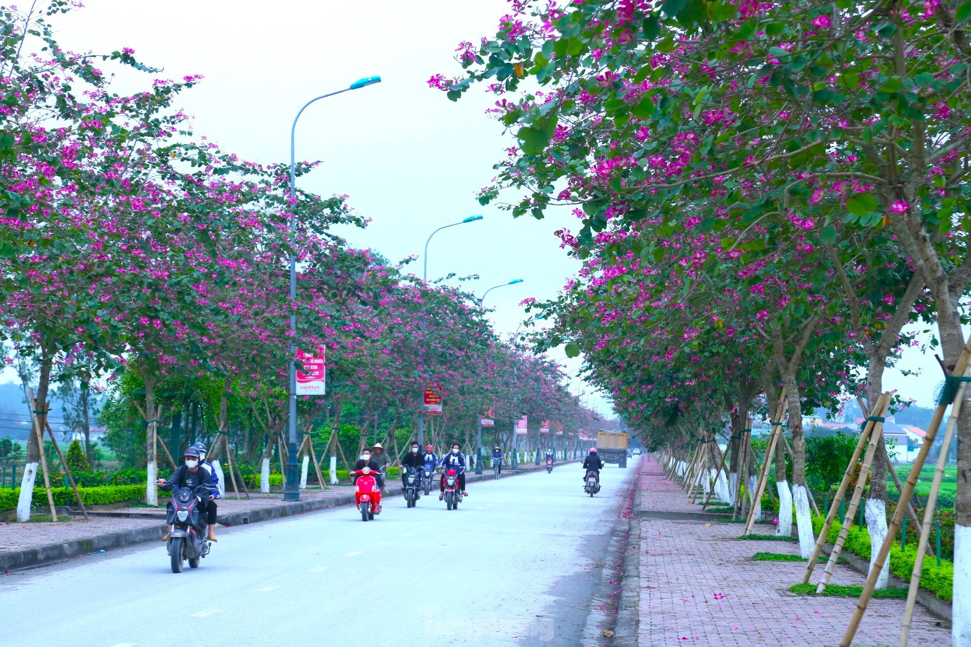 Vào cuối tháng 2, đầu tháng 3 hàng năm là thời điểm hoa ban bung nở rực rỡ nhất khiến ai đi qua cũng không khỏi xao xuyến.