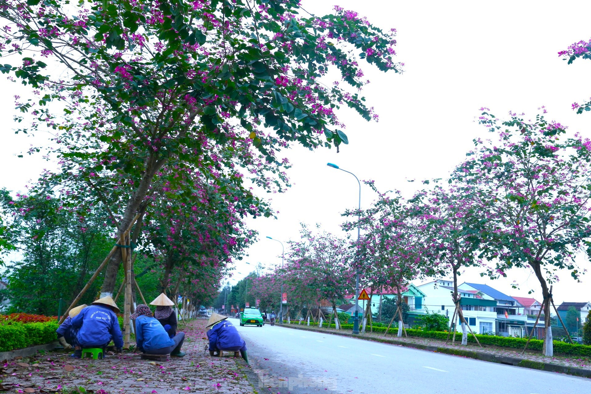 Hàng ngày, Khu di tích Kim Liên đều bố trí công nhân vệ sinh, chăm sóc hàng cây.