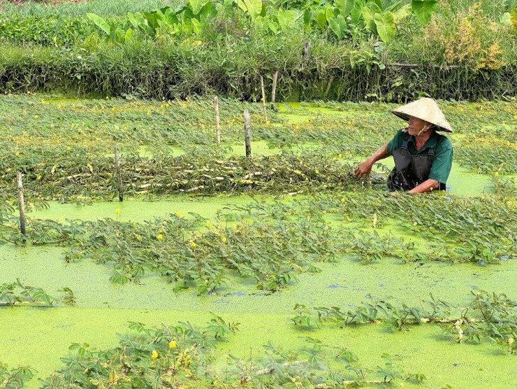 Ông Phan Văn Hoàng (71 tuổi, quê Tiền Giang) có hơn 20 năm bám ruộng trồng rau nhút ở TPHCM tâm sự: “Tôi xuất thân từ nông dân nên không ngại khó, ngại khổ, nghề nào sống được là cố gắng. May mắn là cây rau nhút dễ trồng, dễ bán, chỉ cần chịu khó một chút là không lo đói”.