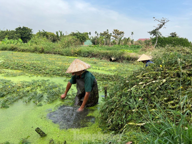 Mùa rau thuận, nông dân thu hoạch khoảng 150 kg/ngày, còn những ngày khác tầm 100 kg, với giá bán hiện nay là 30.000 đồng/kg, bà con kiếm được tầm 3 triệu đồng/ngày.